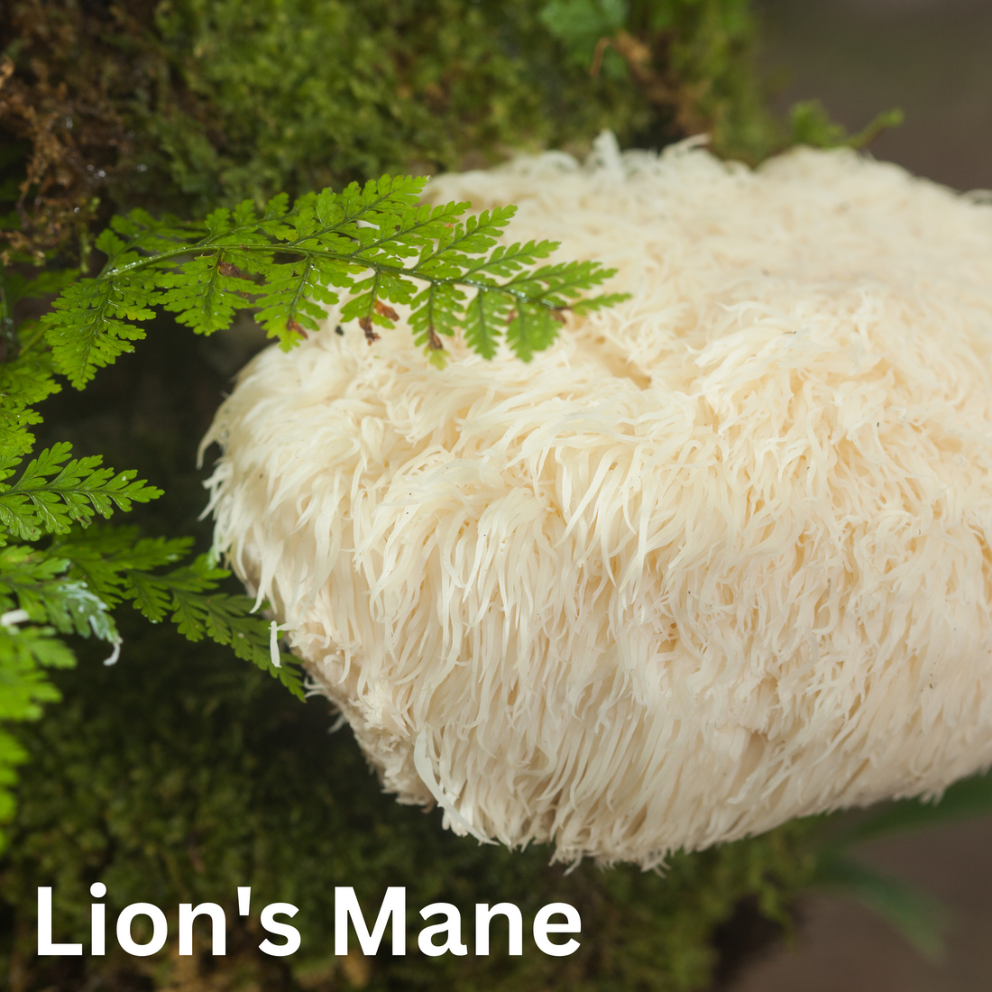 Mushroom Talk: Fruiting Bodies or Mycellium